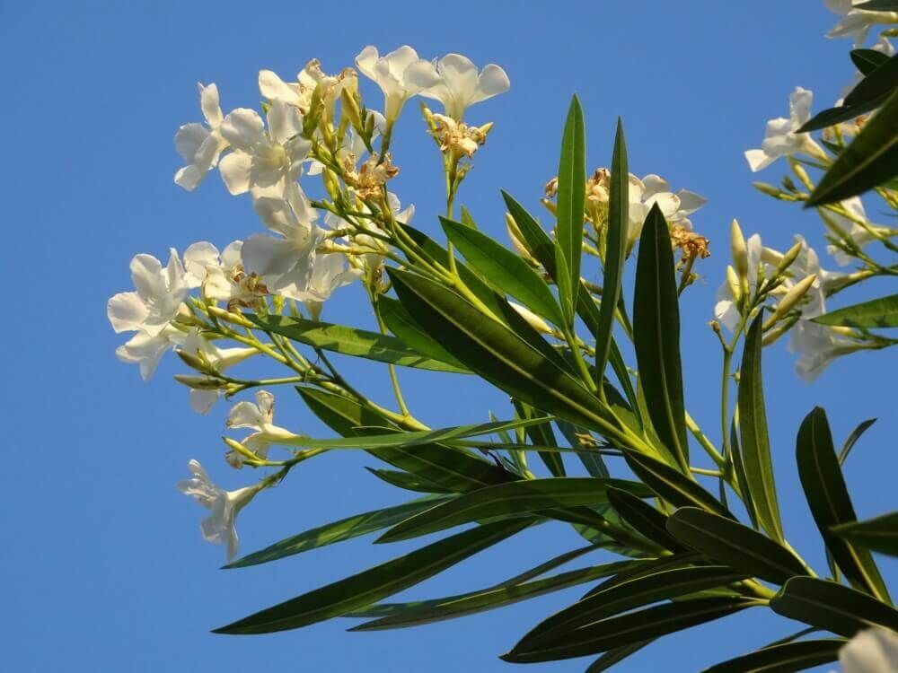 キョウチクトウ　夾竹桃