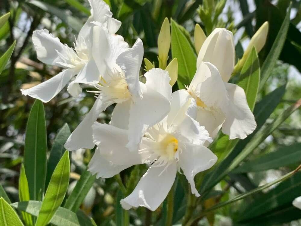 キョウチクトウ　夾竹桃