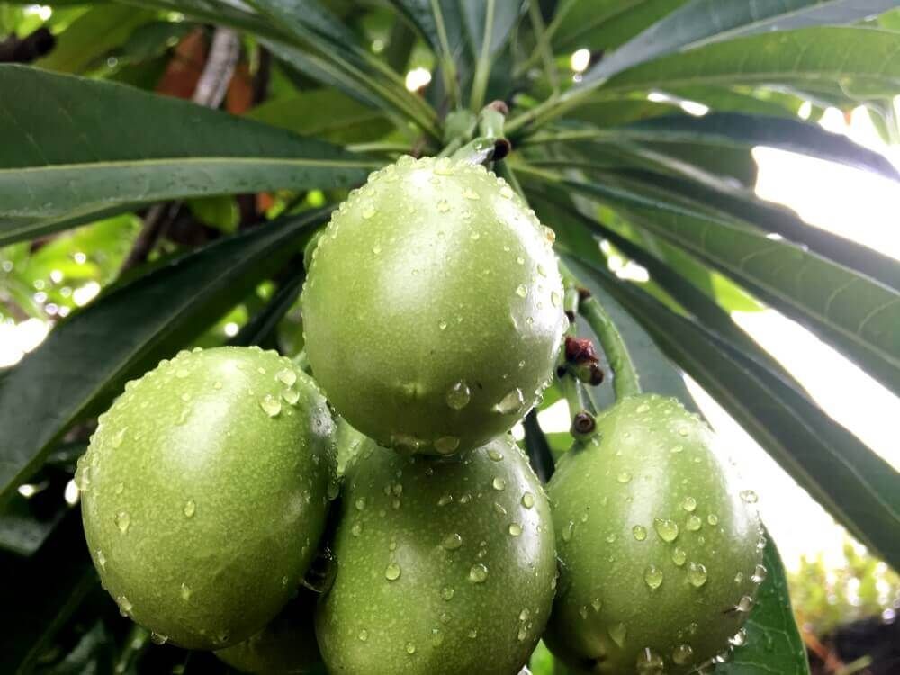 キョウチクトウ　夾竹桃