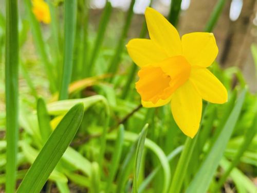 水仙の毒 成分や発生する症状は 土も触ると危険 犬にも危ない Greensnap グリーンスナップ 水仙の毒 成分や発生する症状は 土も触ると危険 犬にも危ない Greensnap グリーンスナップ