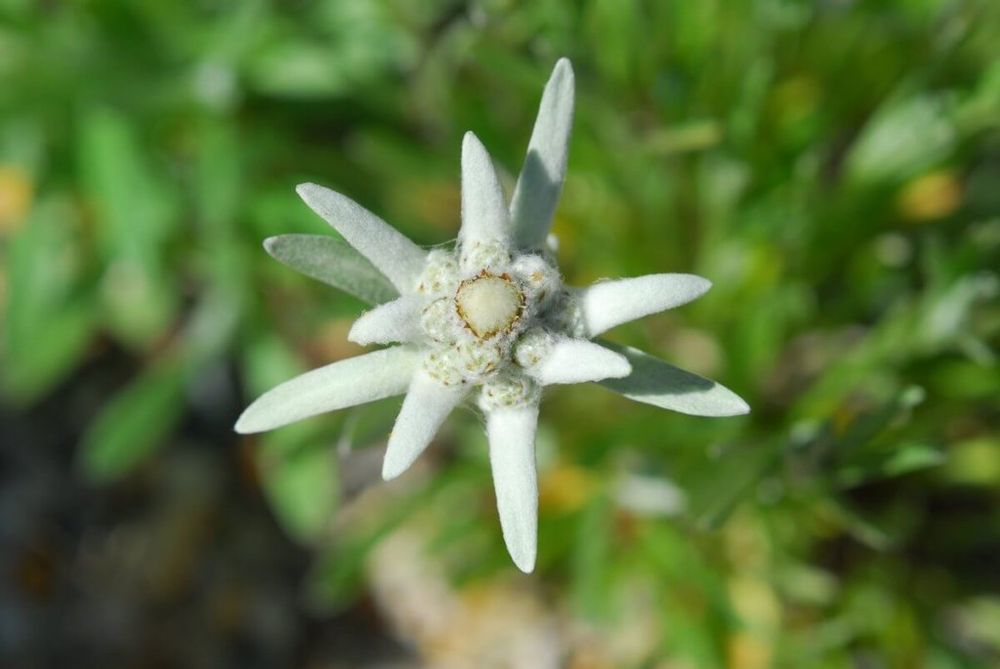 エーデルワイス