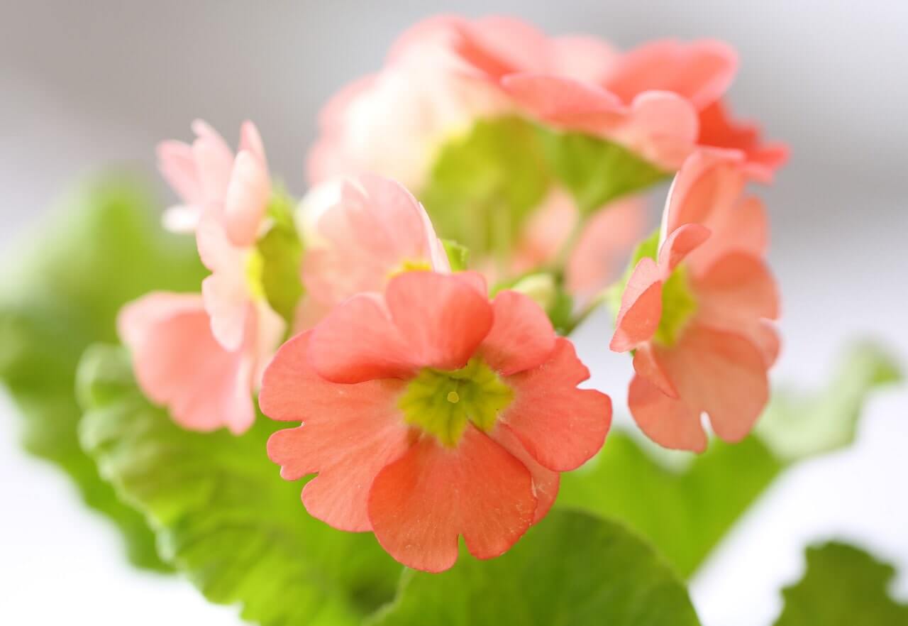 プリムラ オブコニカの育て方 花の特徴って 花言葉に込められた意味とは Greensnap グリーンスナップ