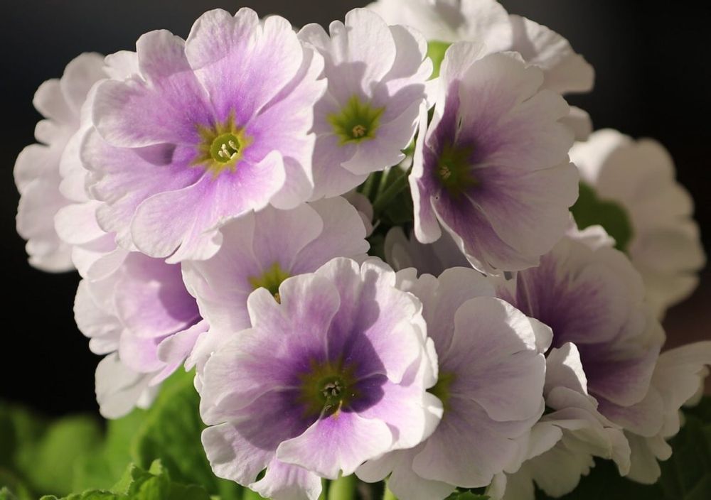 プリムラ・オブコニカ