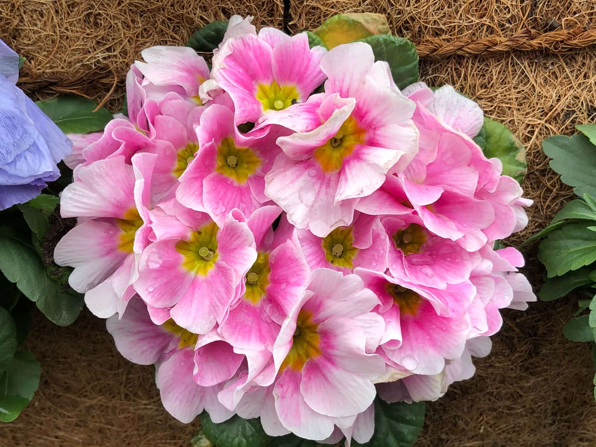 プリムラ オブコニカの育て方 花の特徴って 花言葉に込められた意味とは Greensnap グリーンスナップ