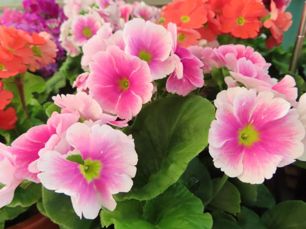 プリムラ・オブコニカ