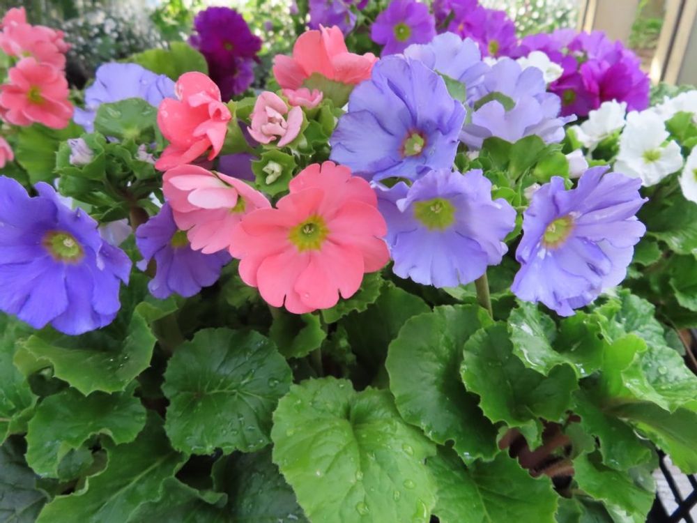 プリムラ・オブコニカ