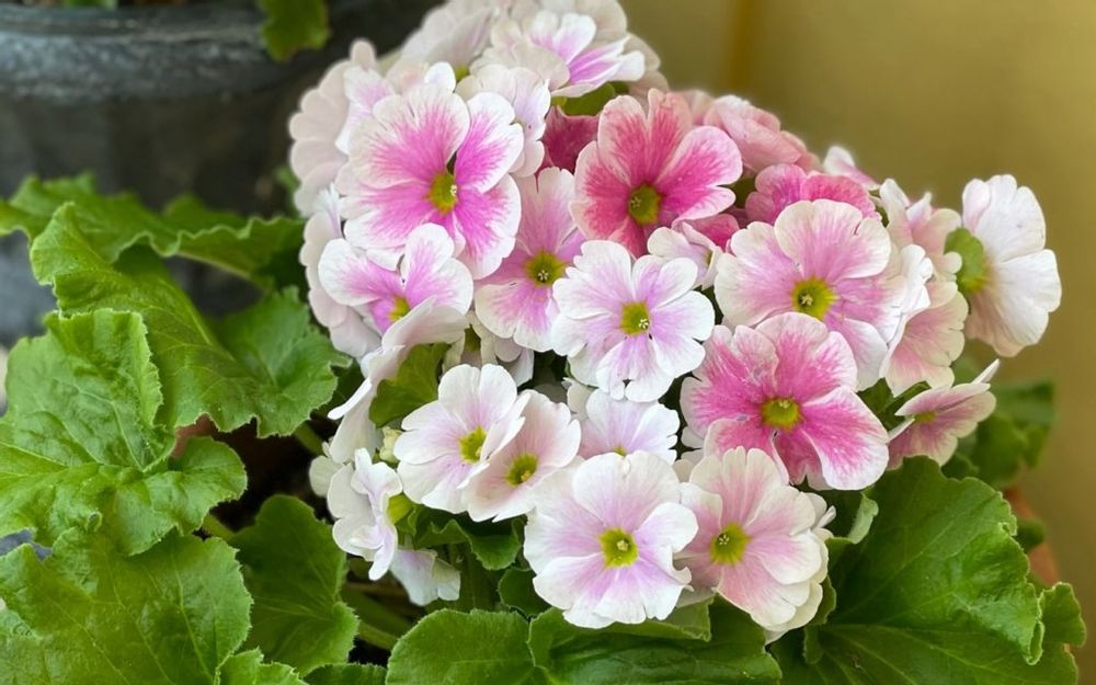 プリムラ・オブコニカ