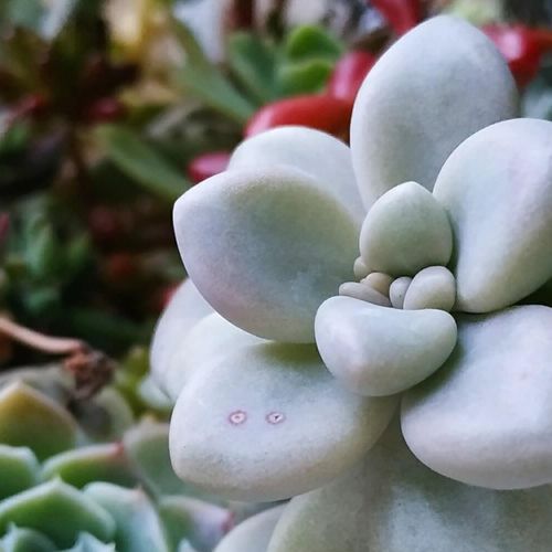 だるま秋麗の育て方｜春秋生育型の特徴は？どんな葉や花をもつ 