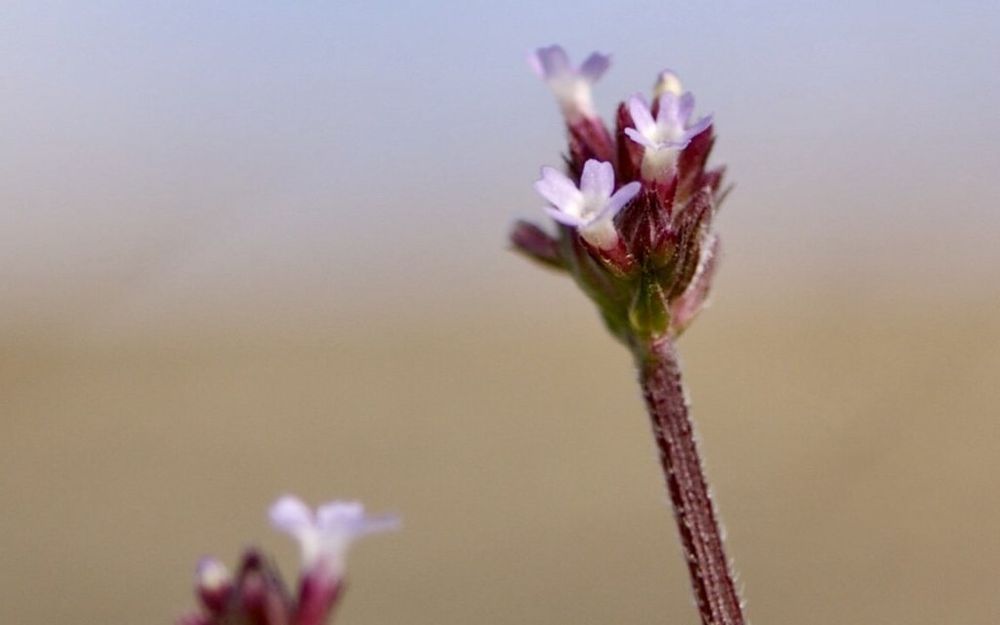 アレチハナガサ