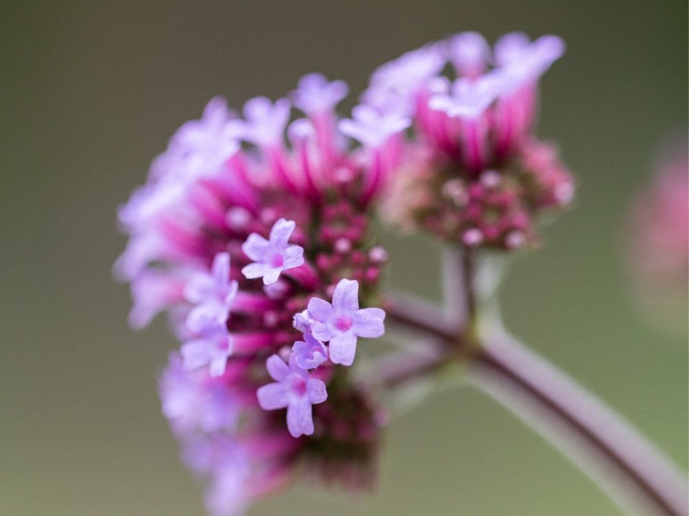 アレチハナガサ