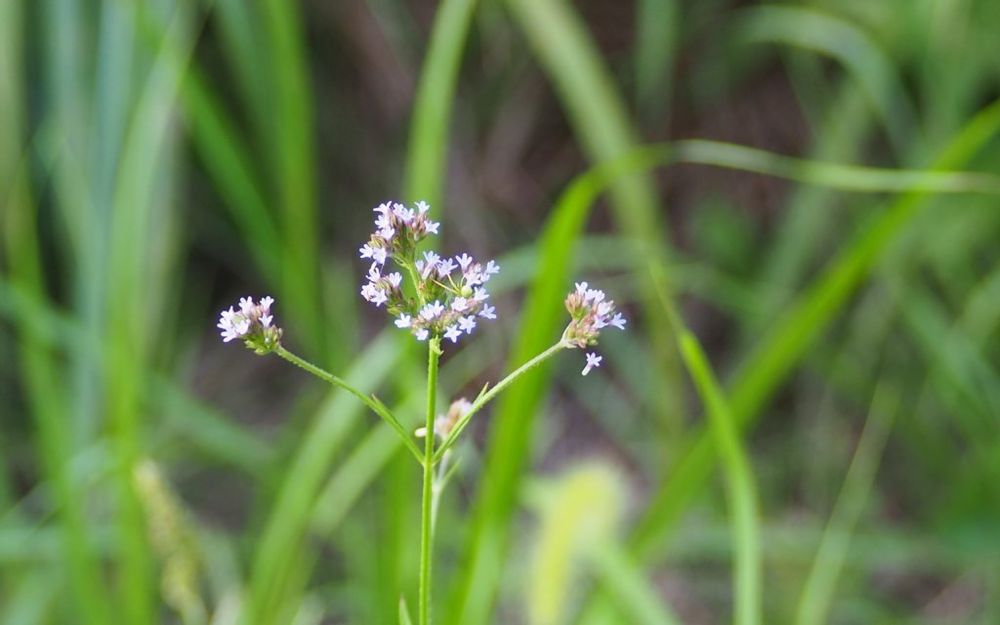 アレチハナガサ
