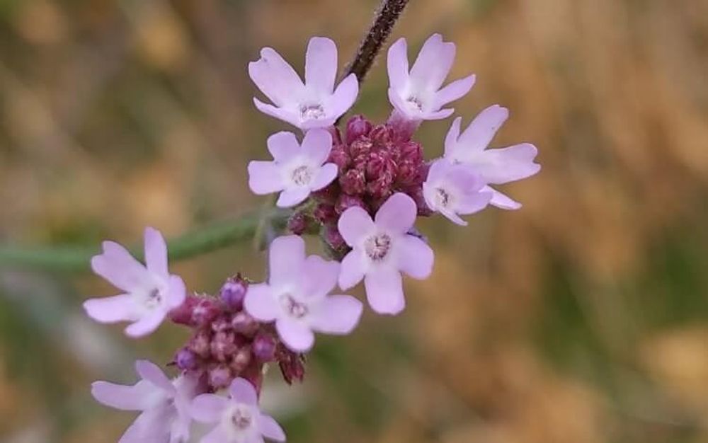 アレチハナガサ