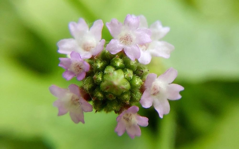 アレチハナガサ