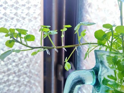 クレソンの水耕栽培 メリットや方法 ペットボトルでも育てられる Greensnap グリーンスナップ クレソンの水耕栽培 メリットや方法 ペットボトルでも育てられる Greensnap グリーンスナップ