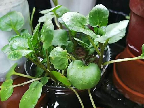 クレソンの水耕栽培 メリットや方法 ペットボトルでも育てられる Greensnap グリーンスナップ クレソンの水耕栽培 メリットや方法 ペットボトルでも育てられる Greensnap グリーンスナップ