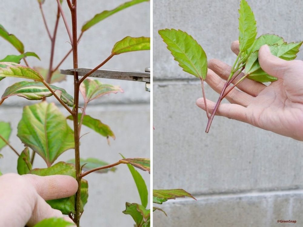 ハイビスカス 挿し木1