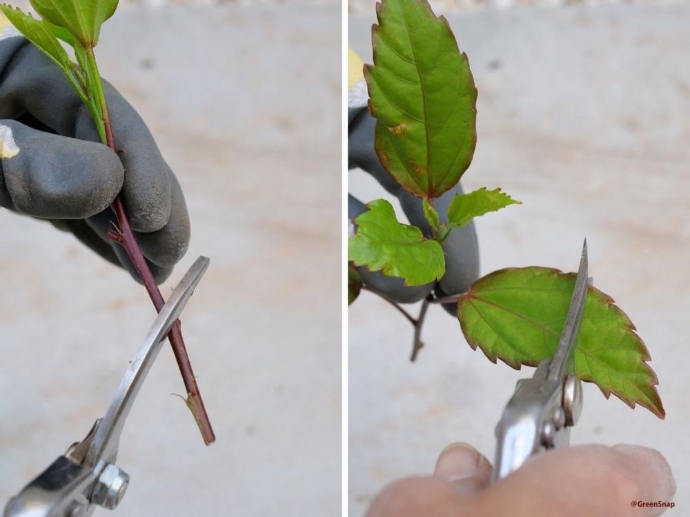 ハイビスカス 挿し木1