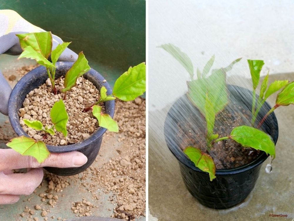 ハイビスカス 挿し木3