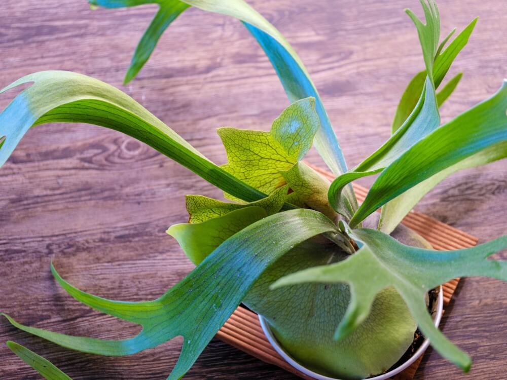 コウモリラン(ビカクシダ)の種類｜細かい品種や手入れ方法