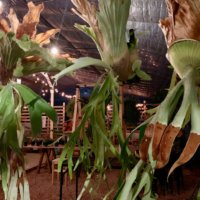 ビカクシダ✤コウモリラン　2種類 1572178603566_560683_photo-