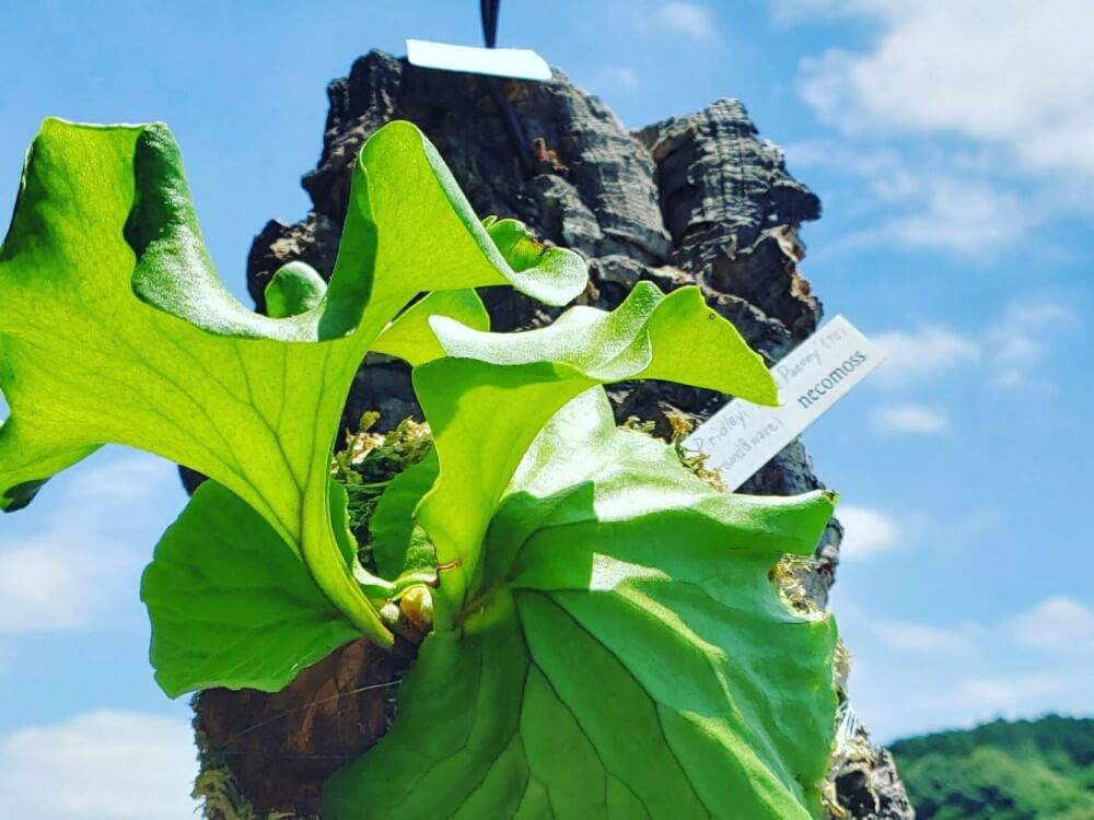 コウモリラン(ビカクシダ)の種類｜細かい品種や手入れ方法