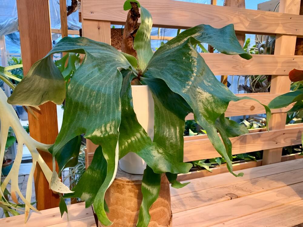 コウモリラン(ビカクシダ)の種類｜細かい品種や手入れ方法