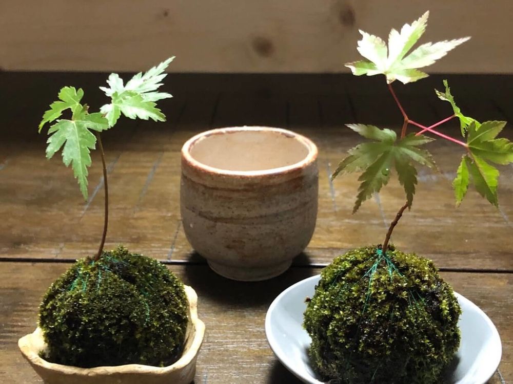苔玉