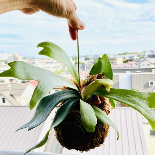 苔玉の作り方 手順や必要なもの おすすめの植物は Greensnap グリーンスナップ 苔玉の作り方 手順や必要なもの おすすめの植物は Greensnap グリーンスナップ