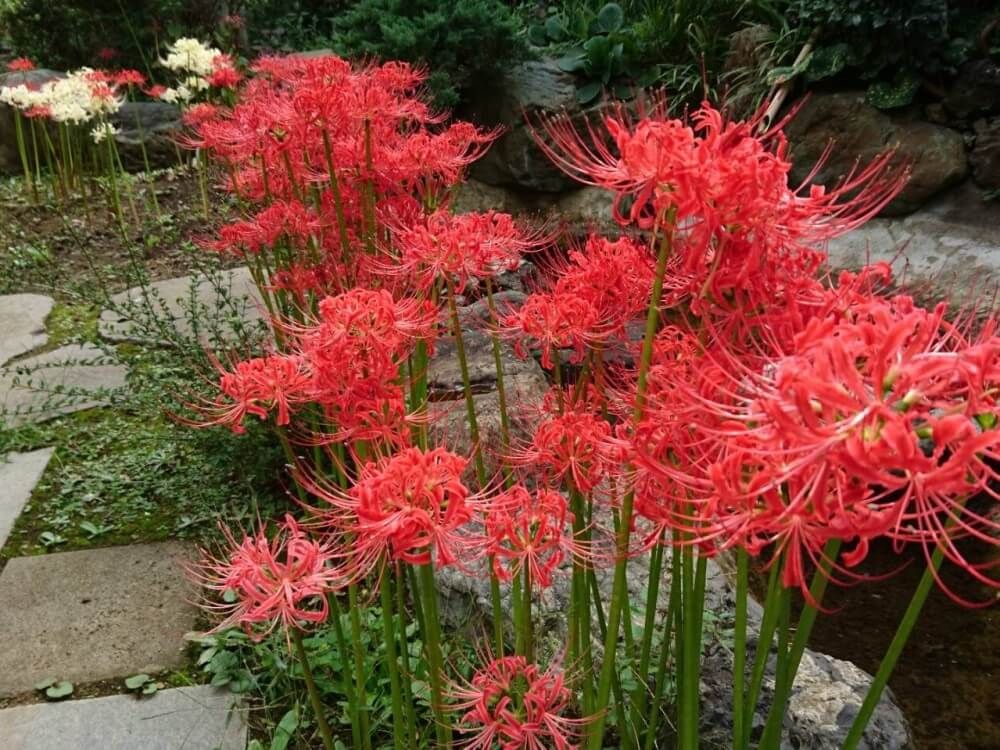 ヒガンバナ　赤い花