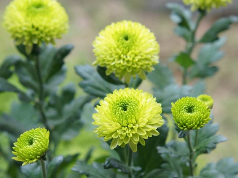 菊　ピンポンマム　緑色の花