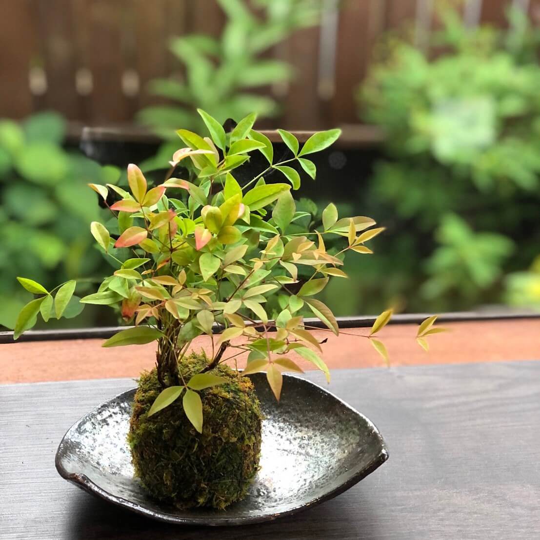 苔玉の作り方 手順や必要なもの おすすめの植物は Greensnap グリーンスナップ