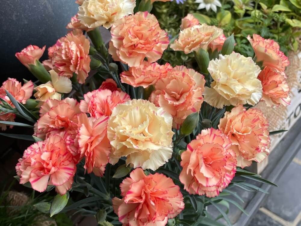 カーネーション