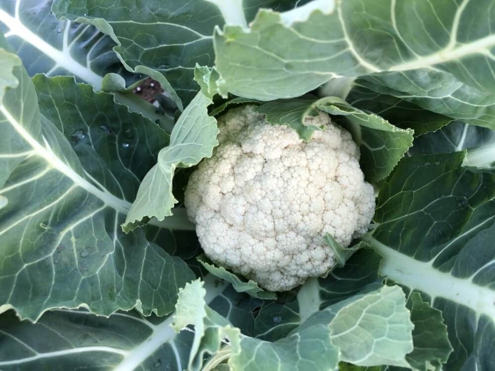 カリフラワー