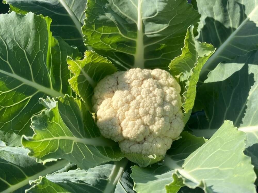 カリフラワー