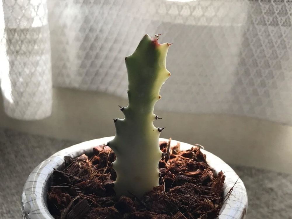ユーフォルビア・ホワイトゴースト　鉢植え　窓際