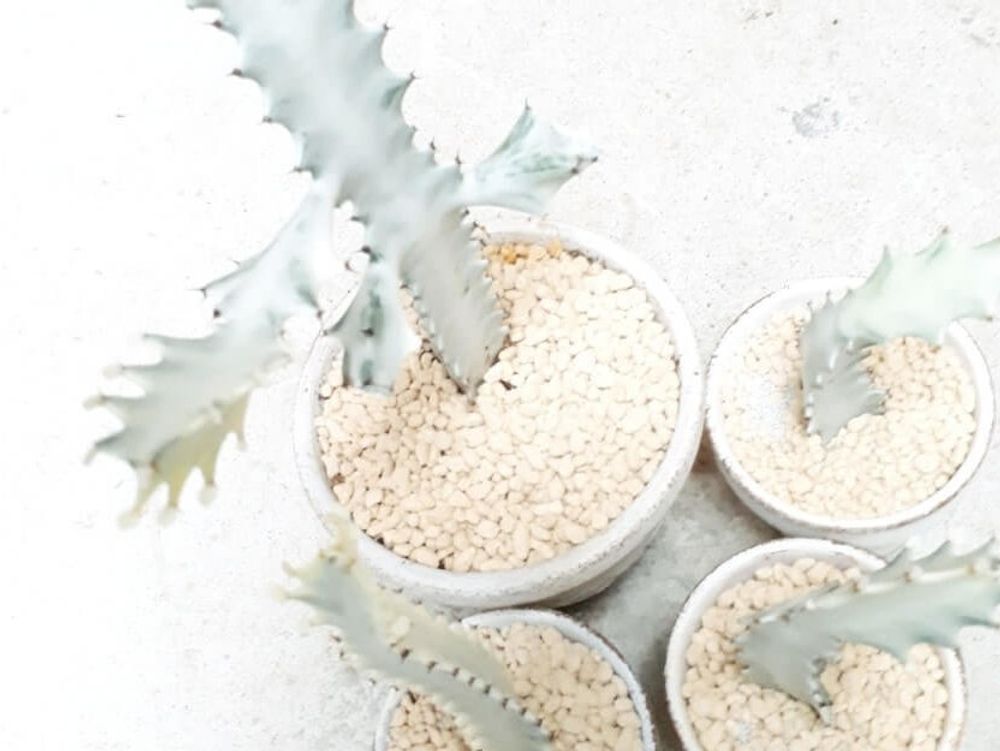 ユーフォルビア・ホワイトゴースト　鉢植え