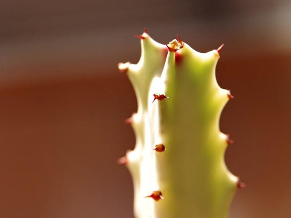 ユーフォルビア・ホワイトゴースト　