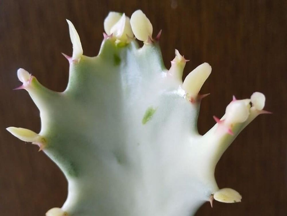 ユーフォルビア・ホワイトゴースト　葉