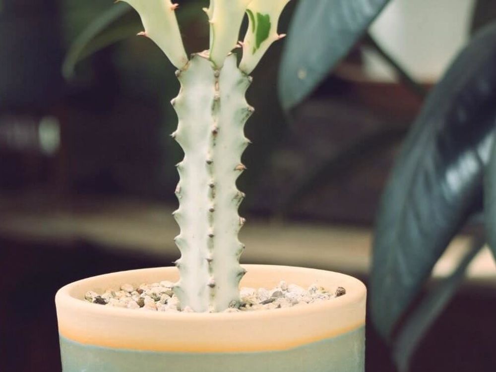 ユーフォルビア・ホワイトゴースト　鉢植え　