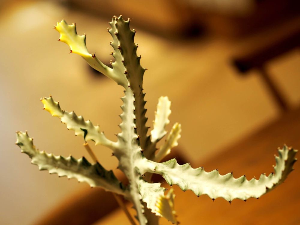 ユーフォルビア・ホワイトゴースト　葉