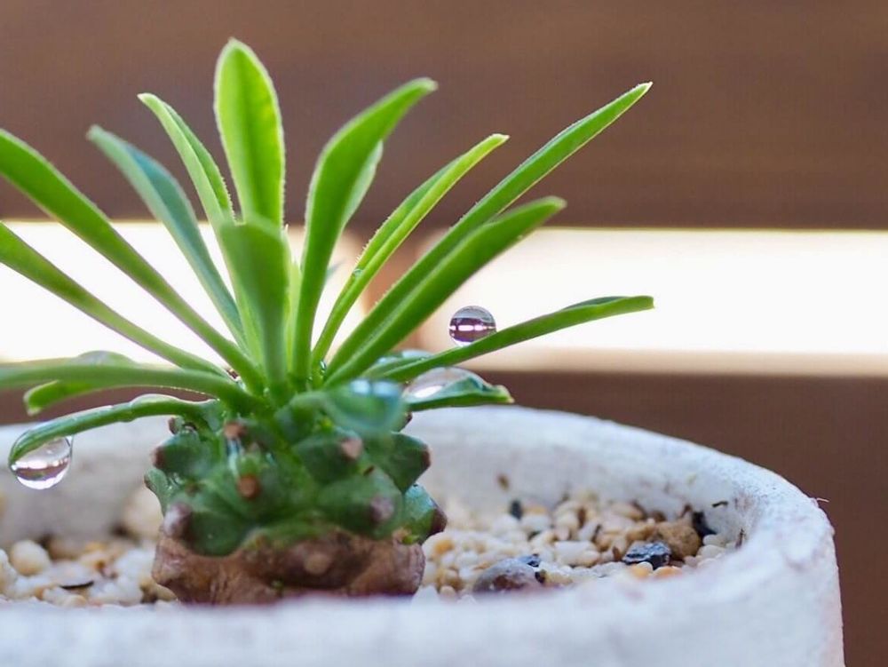 ユーフォルビア・峨眉山　鉢植え　水滴