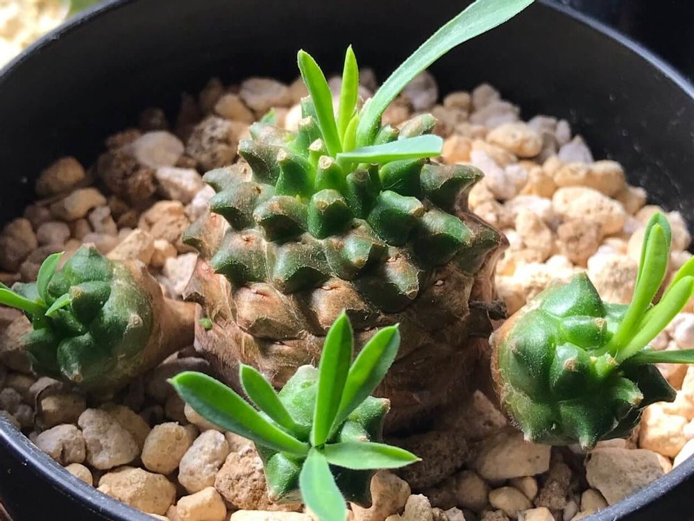ユーフォルビア・峨眉山　鉢植え　若芽