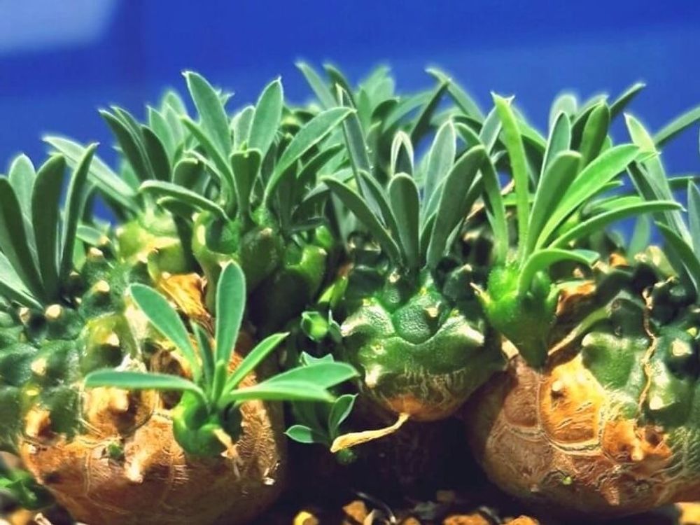 ユーフォルビア・峨眉山　鉢植え　株