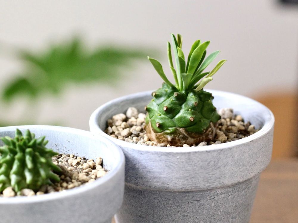 ユーフォルビア・峨眉山　鉢植え　株