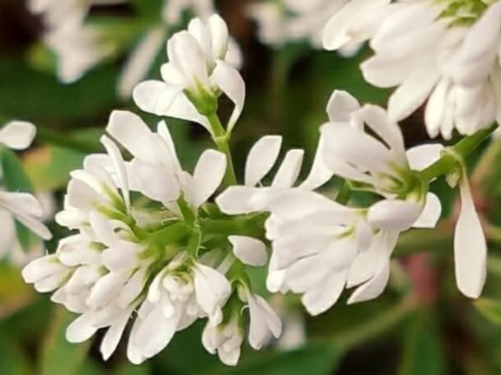 ユーフォルビア・ダイヤモンドスター　白い花