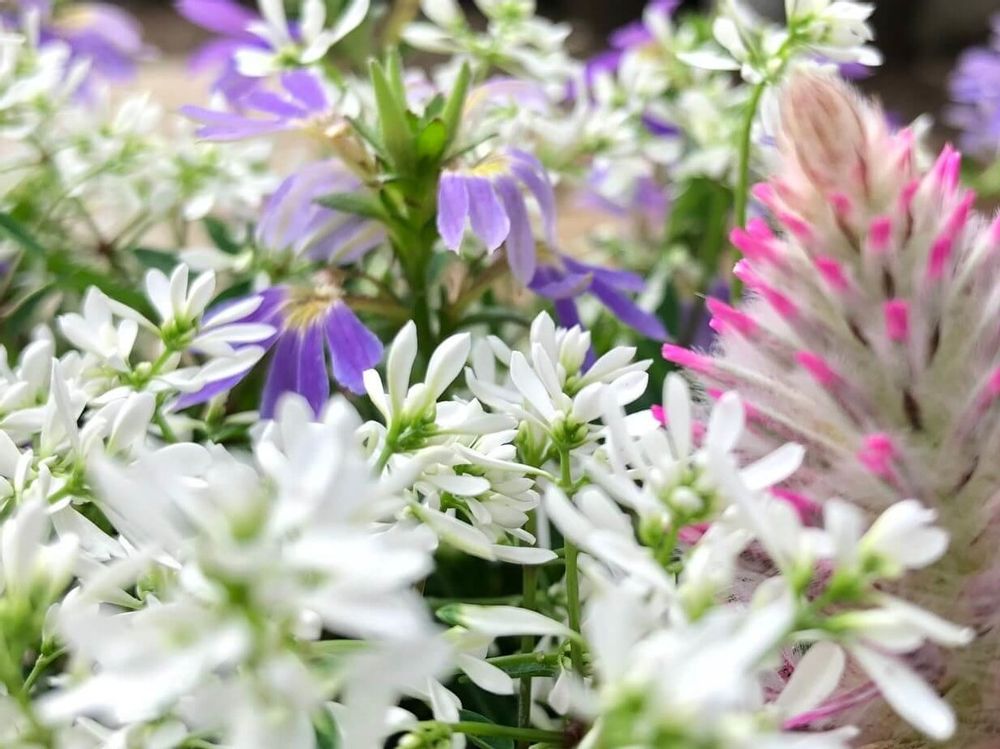 ユーフォルビア・ダイヤモンドスター　白い花