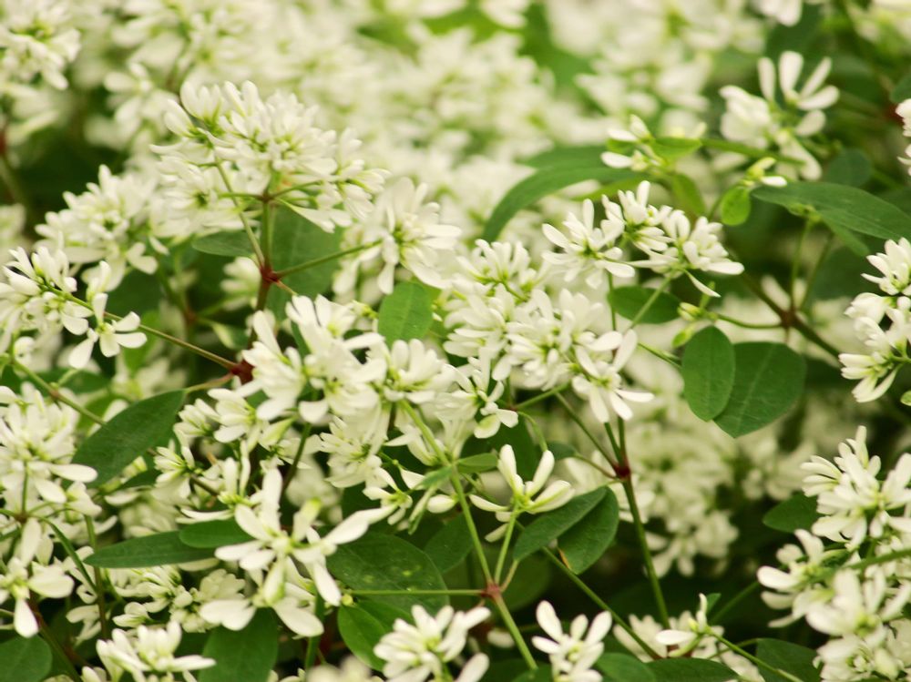 ユーフォルビア・ダイヤモンドスター　白い花