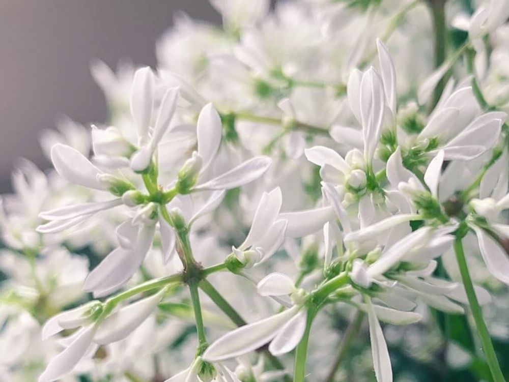 ユーフォルビア・ダイヤモンドスター　白い花