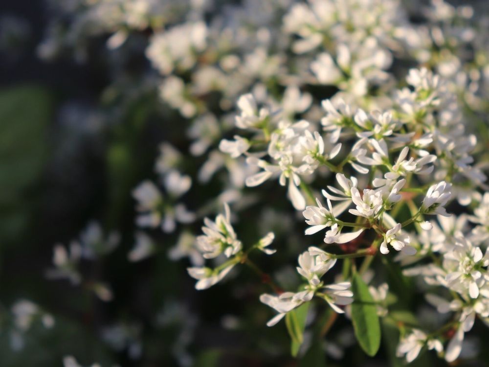 ユーフォルビア・ダイヤモンドスター　白い花