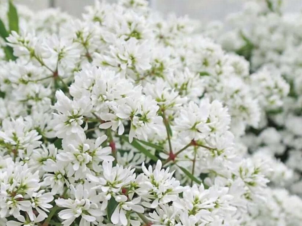 ユーフォルビア・ダイヤモンドスター　白い花